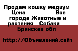 Продам кошку медиум › Цена ­ 6 000 000 - Все города Животные и растения » Собаки   . Брянская обл.